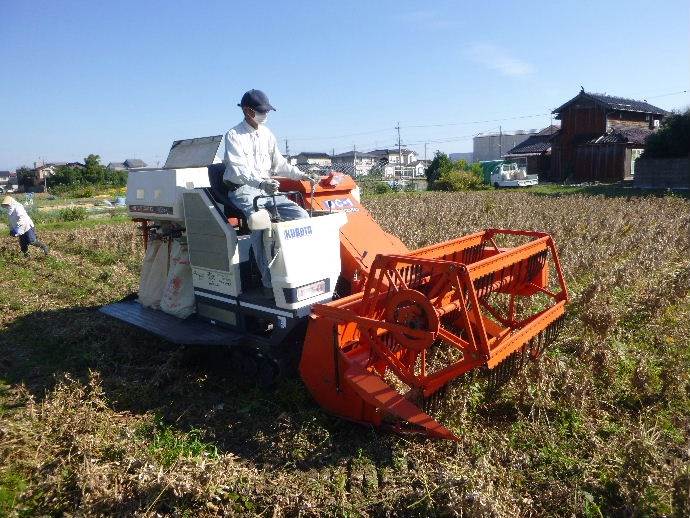 大豆刈り取り