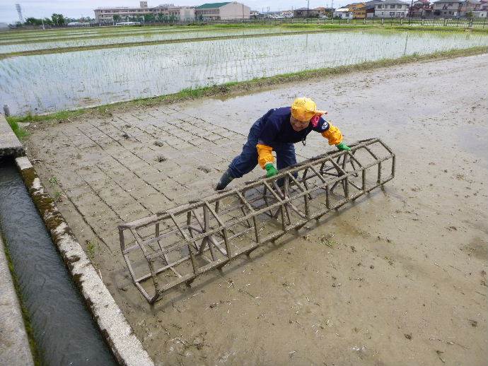 藤蔭幼稚園田植え