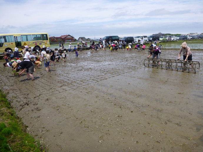 藤蔭幼稚園田植え