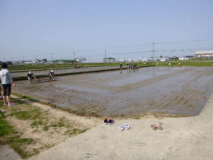 富陽小田植え