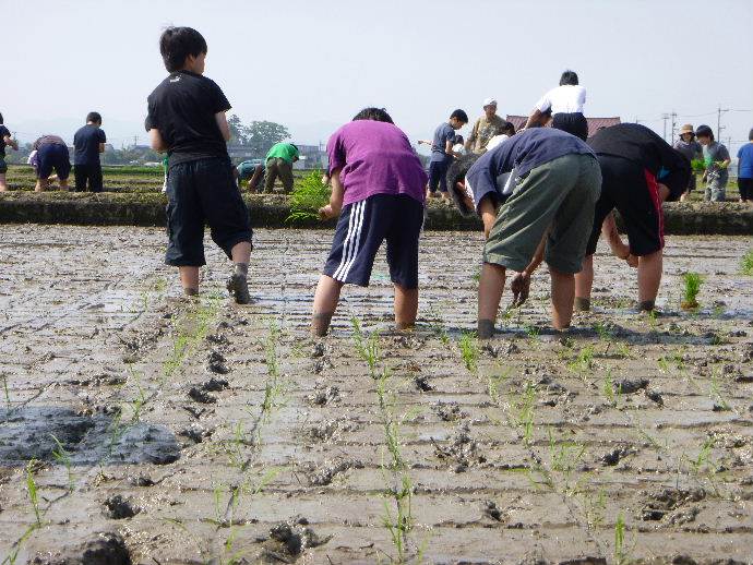 富陽小田植え