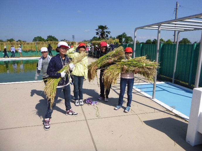 富陽小学校稲刈り