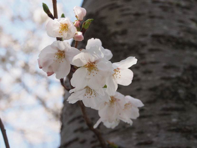 花見