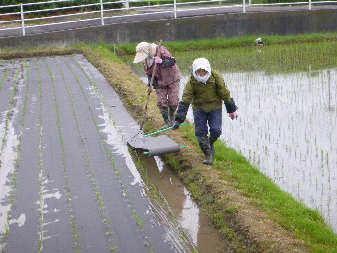 紙マルチ田植え