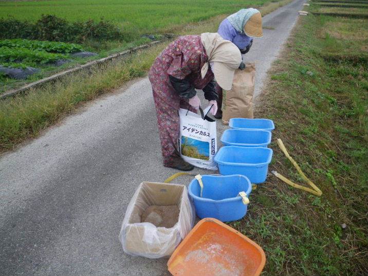 カルス菌