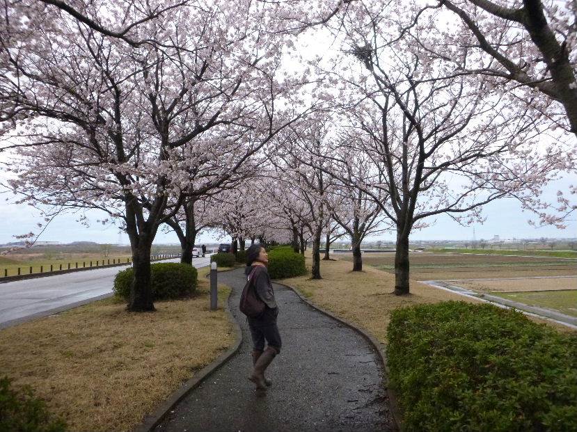 川北の桜