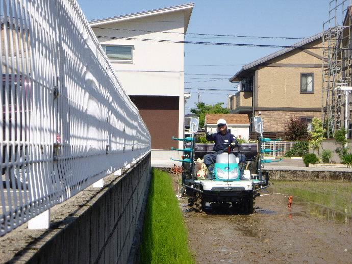 ミルキー田植え