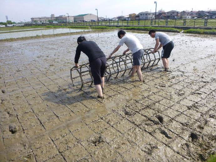 白銀幼稚園田植え