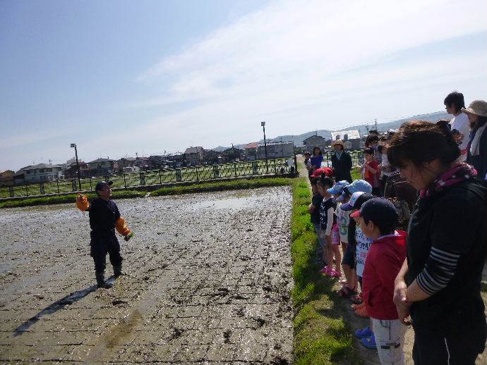 白銀幼稚園田植え