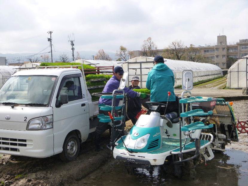 田植え