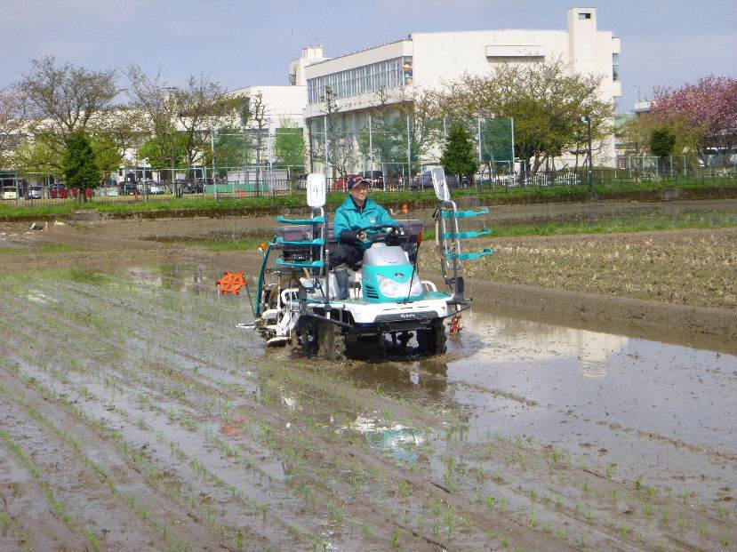 田植え