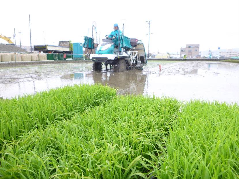 田植え