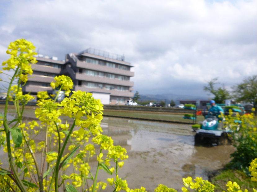 田植え