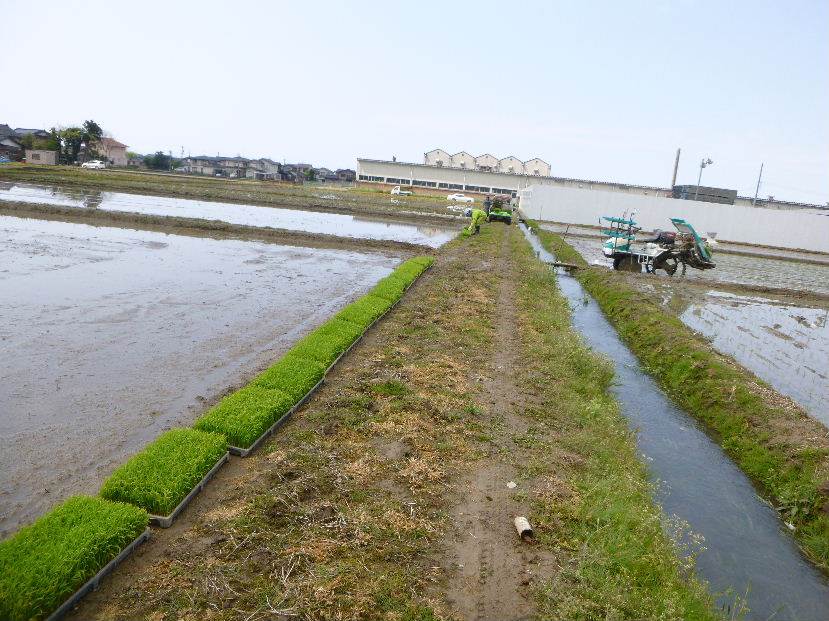 田植え