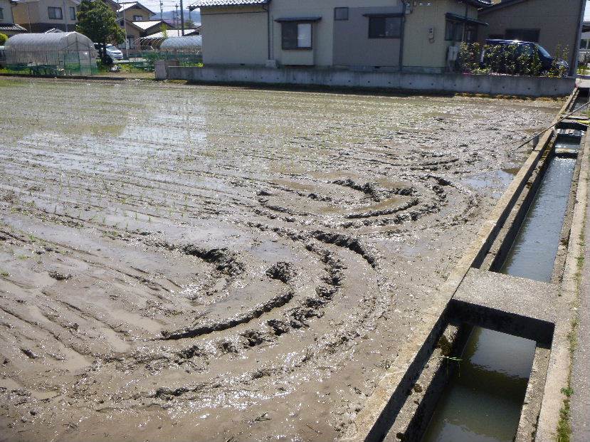 田植え