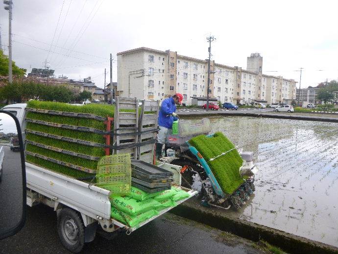 田植え