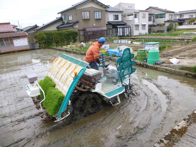 田植え