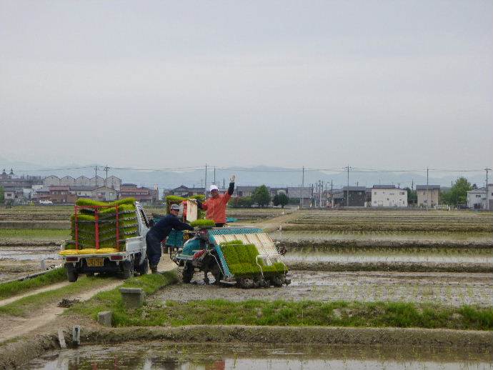 田植え