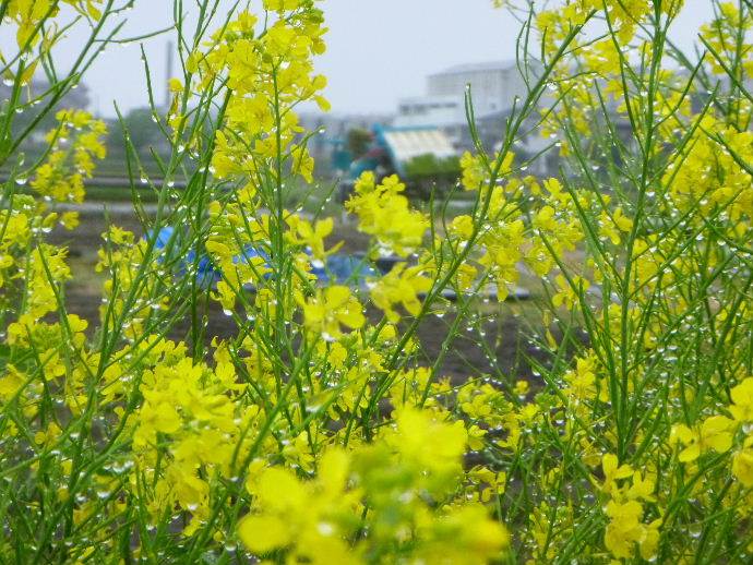 田植え