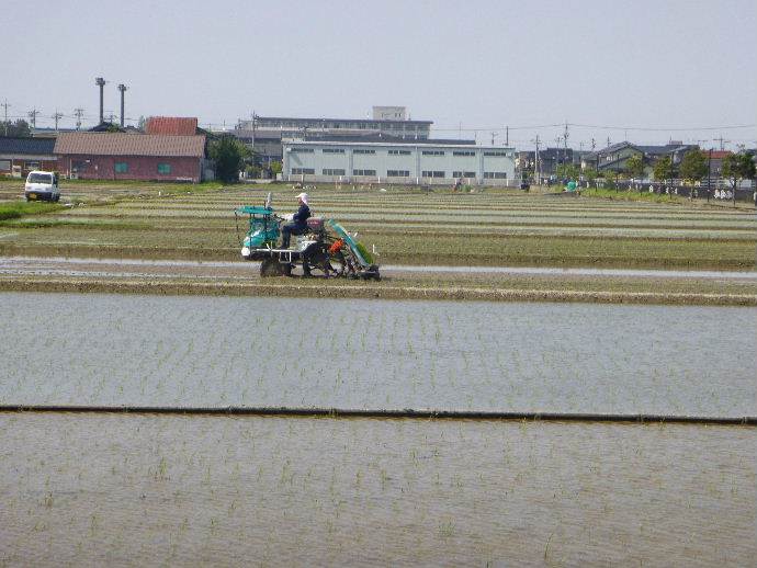 田植え