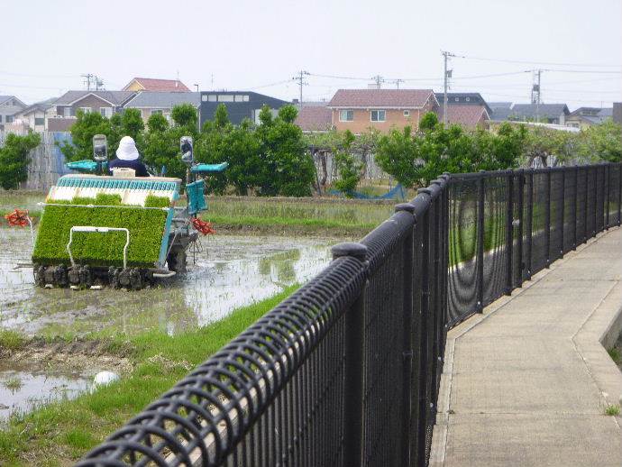 田植え