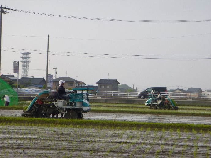 田植え