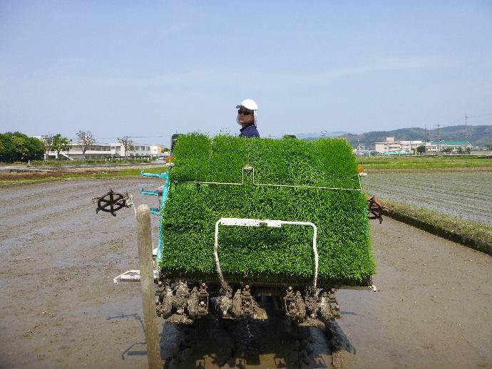 ミルキー田植え