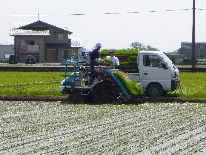 ミルキー田植え