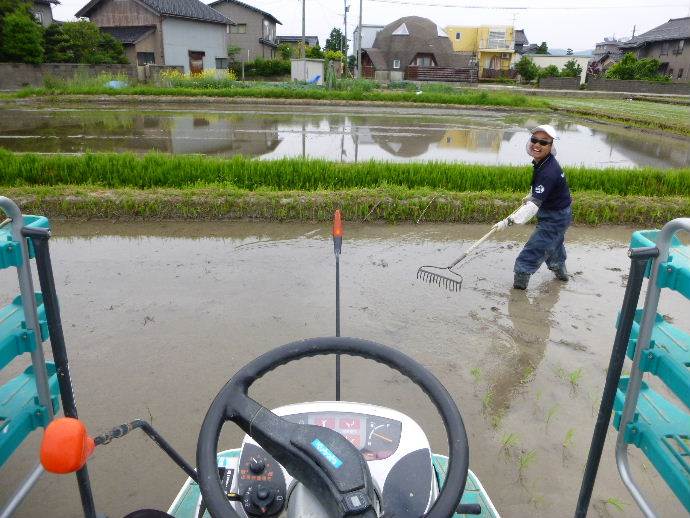 カグラモチ田植え