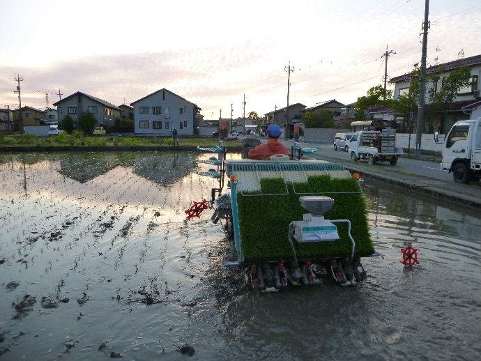 田植え