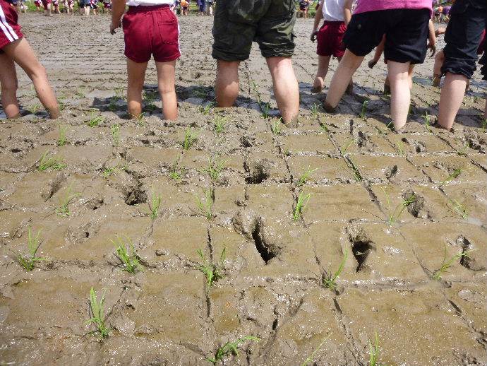 とくの幼稚園田植え