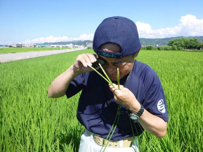 幼穂調査