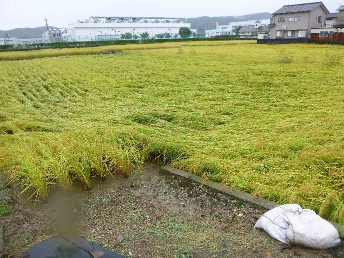 普通じゃないコシヒカリ