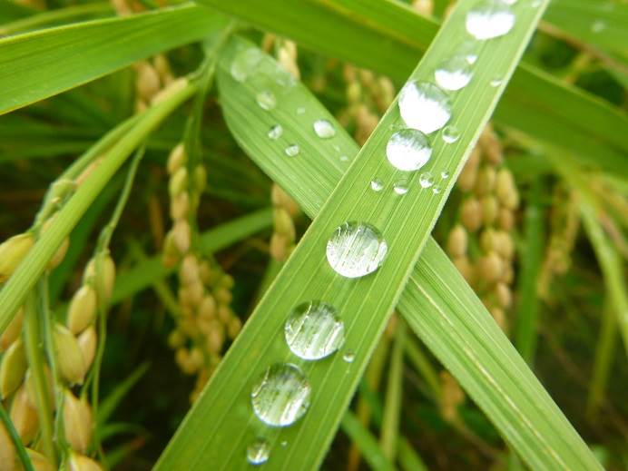 雨