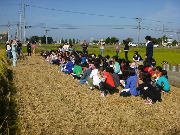 富陽小稲刈り