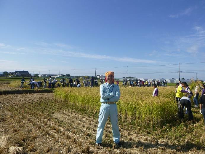 富陽小稲刈り