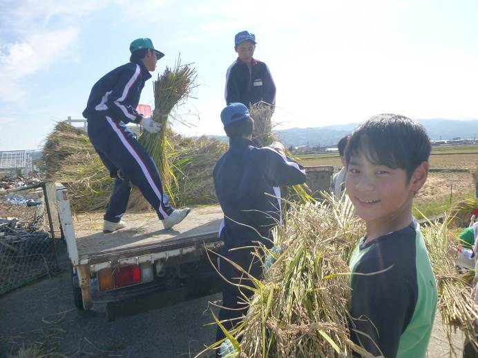 富陽小稲刈り