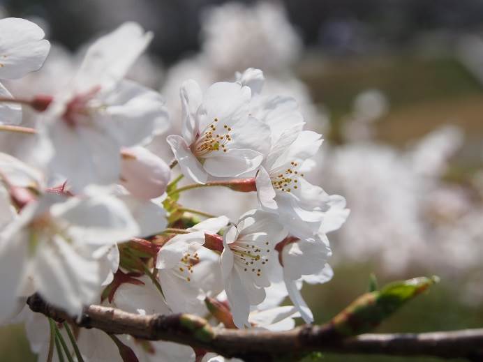 桜満開