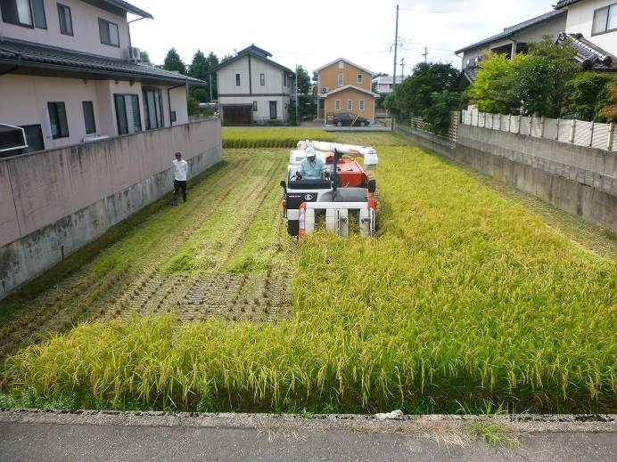 ひとめぼれ