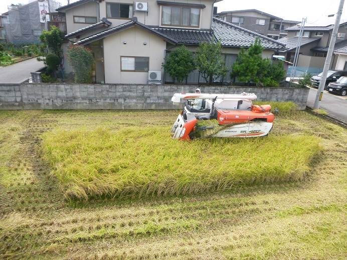 ひとめぼれ