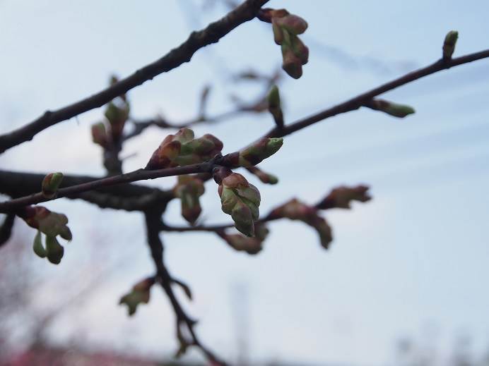 河津桜