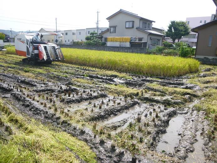 コシヒカリ