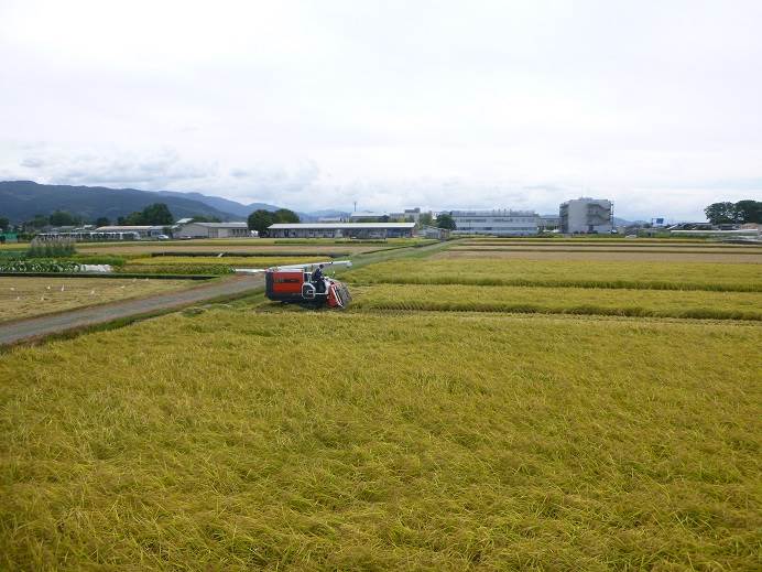 超普通じゃないコシヒカリ