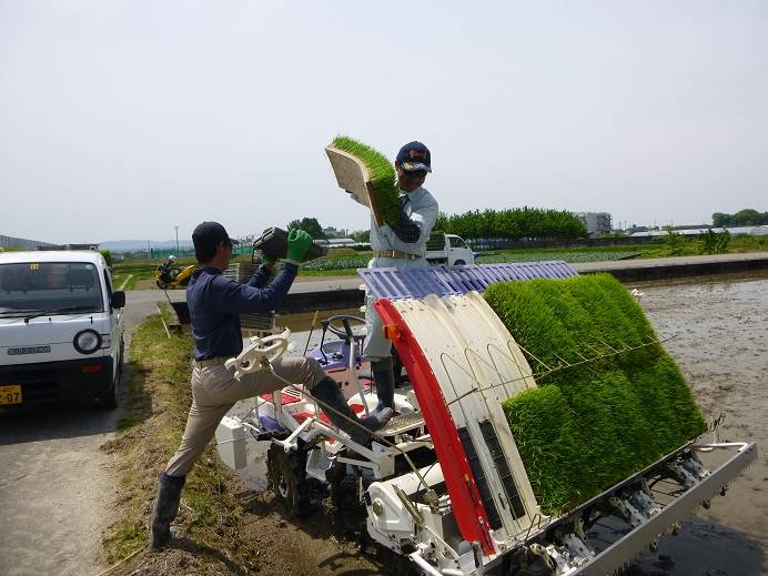 紙マルチ田植え