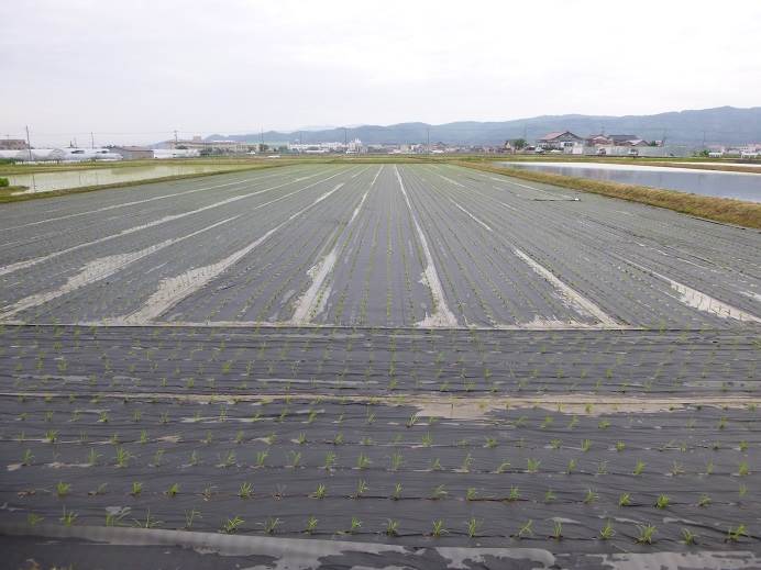 紙マルチ田植え