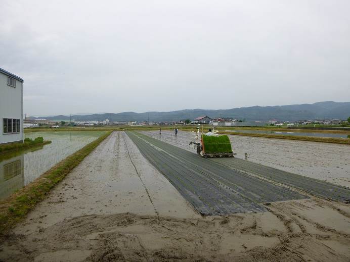 紙マルチ田植え