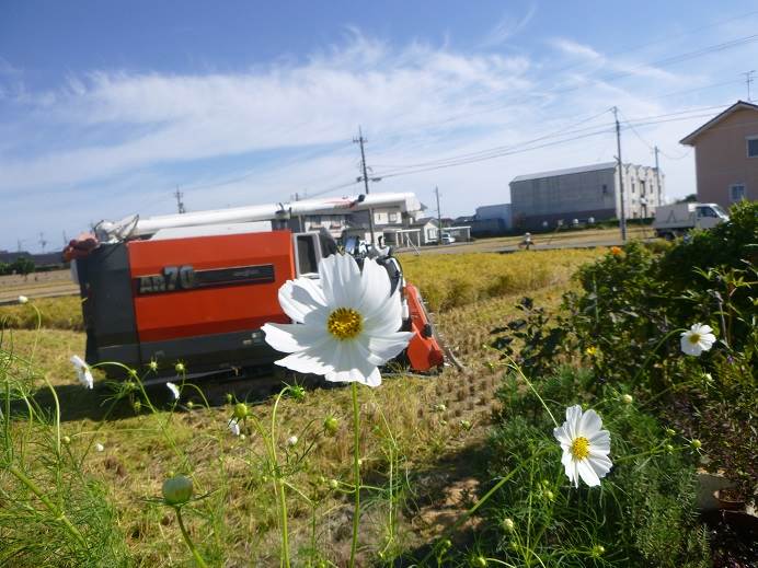 普通にミルキークィーン