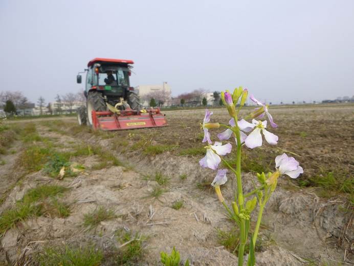 菜の花