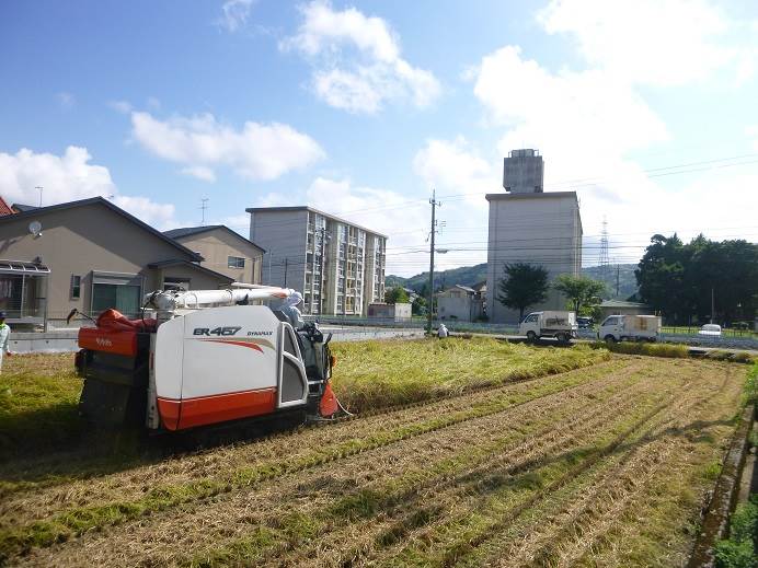 能登ひかり