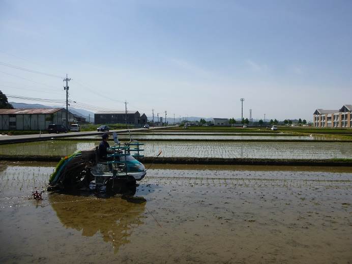 田植え